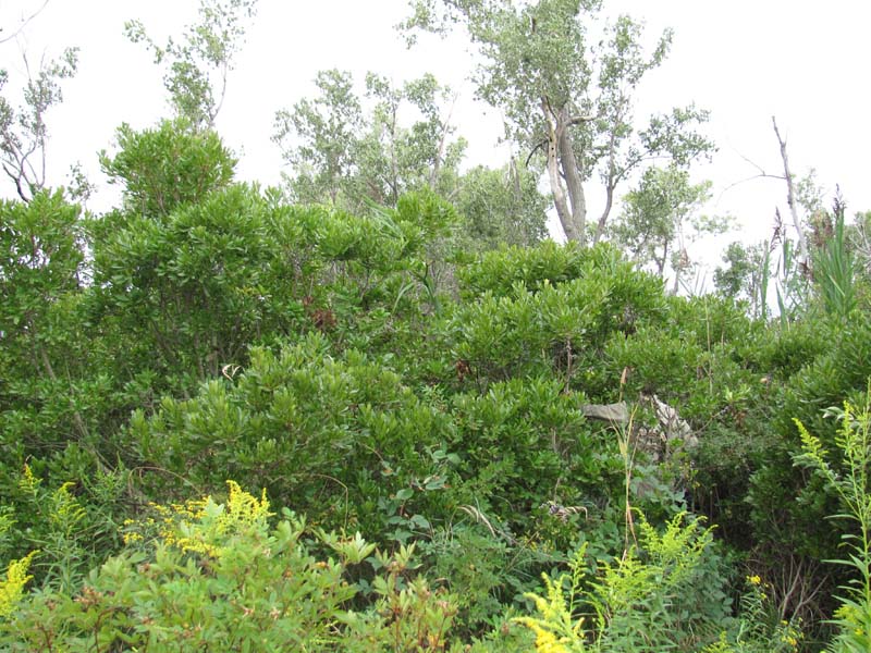 Great Lakes Bayberry - Mixed Shrub Wetland